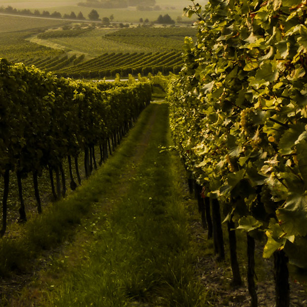 Closeup of vineyard row