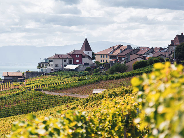 Vineyards bordered by picturesque village