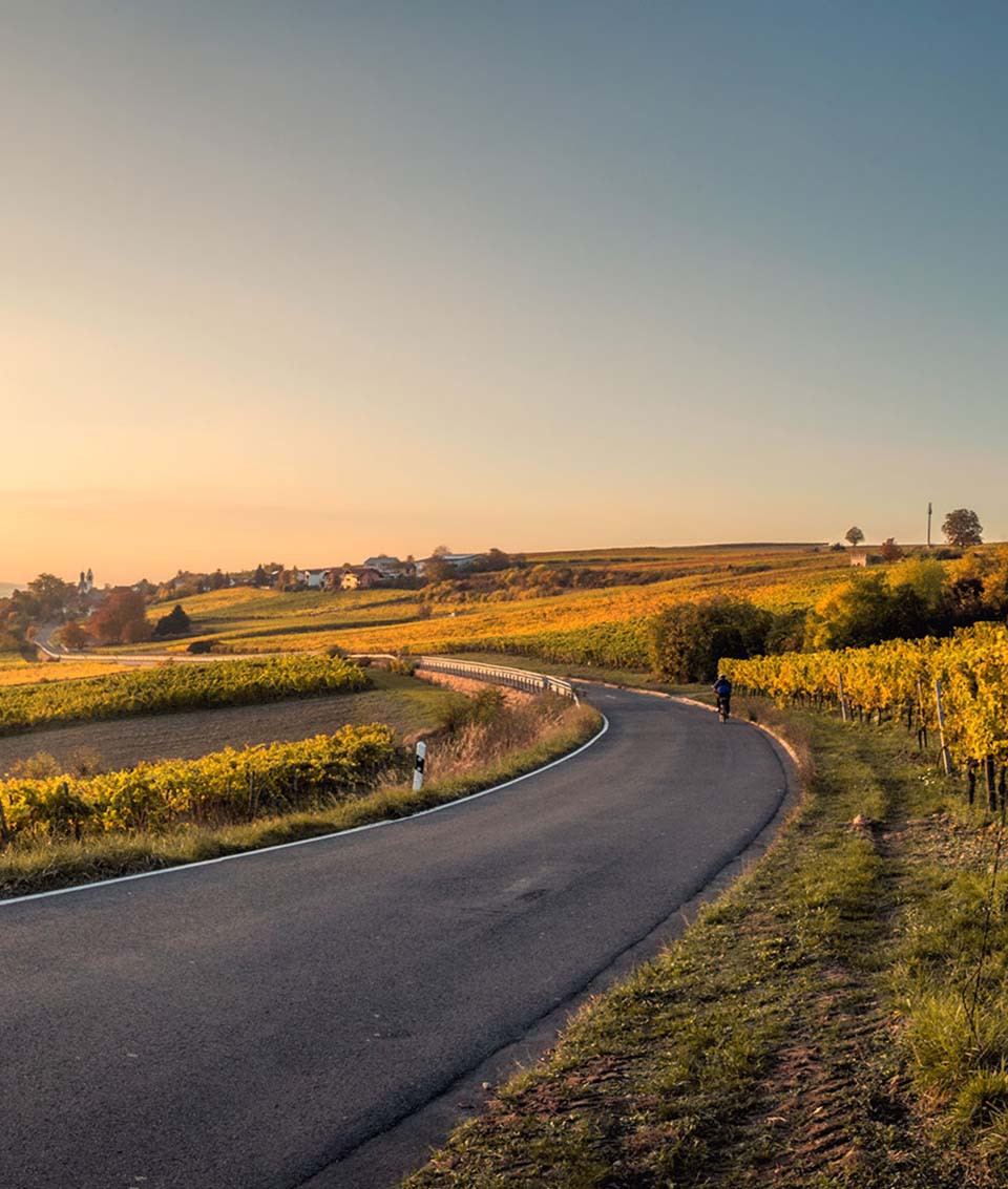 Scenic road through vineyards at sunset